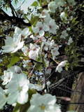 20110416092338.jpg