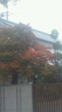 201111181536000.jpg