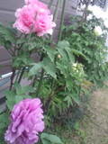 F1000347.jpg
