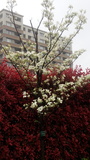 IMG_20150420_103401.jpg