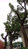 DSC_0198.jpg
