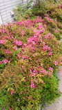 DSC_0553.jpg