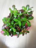 Image1490141353132.jpg