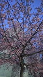 Image1521405224318.jpg